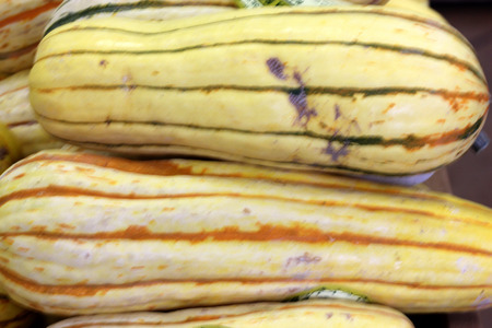 Delicata squash, Cucubita pepo, Peanut squash, cream colored cylindrical fruits with green stripes on shallow grooves, consumed baked, sauteed or steamed.の写真素材