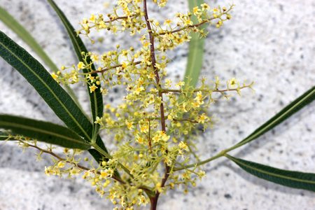 Searsia lancea, Karee tree, African sumac, Willow rhus, small evergreen tree with trifoliate leaves with linear leaflets, very small yellow flowers in panicles.の写真素材