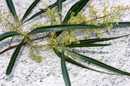 Searsia lancea, Karee tree, African sumac, Willow rhus, small evergreen tree with trifoliate leaves with linear leaflets, very small yellow flowers in panicles.の写真素材
