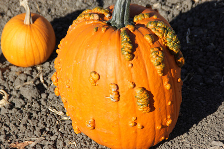 Warty Connecticut Field Pumpkin, Cucurbita pepo, a variation of common American pumpkin with medium sized orange colored fruits with small ribs and warts on skin, popular for decorations and carvings during Halloween.の写真素材