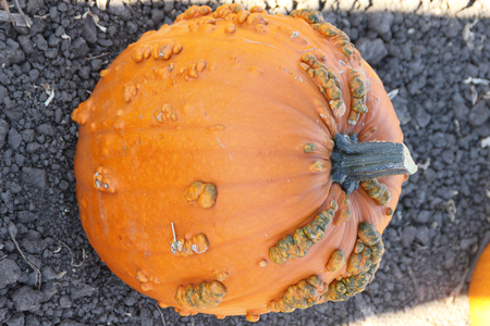 Warty Connecticut Field Pumpkin, Cucurbita pepo, a variation of common American pumpkin with medium sized orange colored fruits with small ribs and warts on skin, popular for decorations and carvings during Halloween.の写真素材