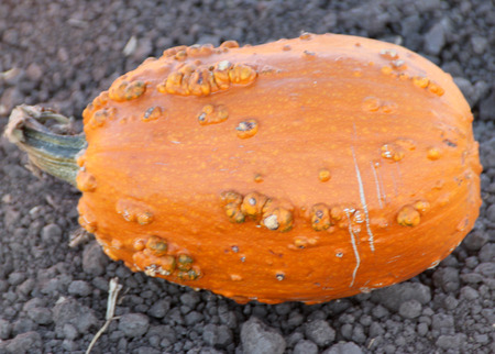 Warty Connecticut Field Pumpkin, Cucurbita pepo, a variation of common American pumpkin with medium sized orange colored fruits with small ribs and warts on skin, popular for decorations and carvings during Halloween.の写真素材