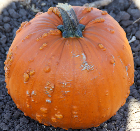 Warty Connecticut Field Pumpkin, Cucurbita pepo, a variation of common American pumpkin with medium sized orange colored fruits with small ribs and warts on skin, popular for decorations and carvings during Halloween.の写真素材