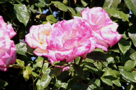 Rosa Handel, nearly thornless climbing rose with bronze tinted leaves and clusters of creamy white flowers with pink petal edges, turning darker pink with age.の写真素材