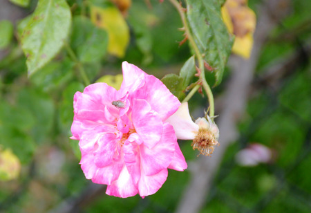 Rosa Handel, nearly thornless climbing rose with bronze tinted leaves and clusters of creamy white flowers with pink petal edges, turning darker pink with age.の写真素材