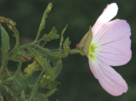 Oenothera speciosa, Pink Evening Primrose, Showy primrose, perennial herb with lance shaped leaves and pink cup shaped flowers opening mostly in the evening.の写真素材