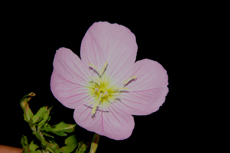 Oenothera speciosa, Pink Evening Primrose, Showy primrose, perennial herb with lance shaped leaves and pink cup shaped flowers opening mostly in the evening.の写真素材