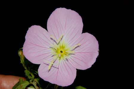 Oenothera speciosa, Pink Evening Primrose, Showy primrose, perennial herb with lance shaped leaves and pink cup shaped flowers opening mostly in the evening.の写真素材