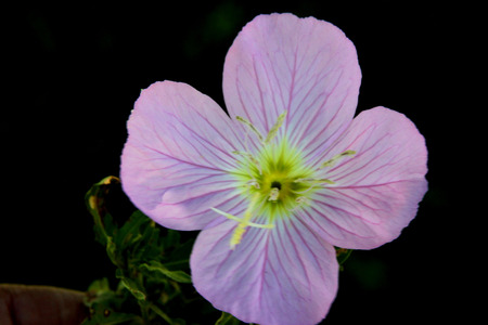Oenothera speciosa, Pink Evening Primrose, Showy primrose, perennial herb with lance shaped leaves and pink cup shaped flowers opening mostly in the evening.の写真素材