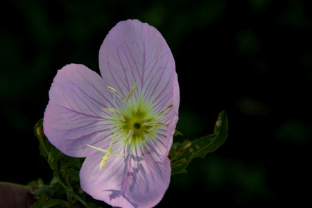 Oenothera speciosa, Pink Evening Primrose, Showy primrose, perennial herb with lance shaped leaves and pink cup shaped flowers opening mostly in the evening.の写真素材