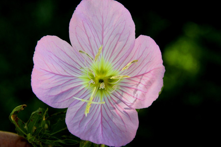 Oenothera speciosa, Pink Evening Primrose, Showy primrose, perennial herb with lance shaped leaves and pink cup shaped flowers opening mostly in the evening.の写真素材