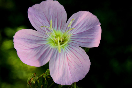 Oenothera speciosa, Pink Evening Primrose, Showy primrose, perennial herb with lance shaped leaves and pink cup shaped flowers opening mostly in the evening.の写真素材