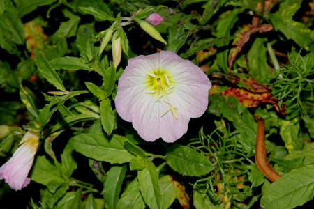 Oenothera speciosa, Pink Evening Primrose, Showy primrose, perennial herb with lance shaped leaves and pink cup shaped flowers opening mostly in the evening.の写真素材