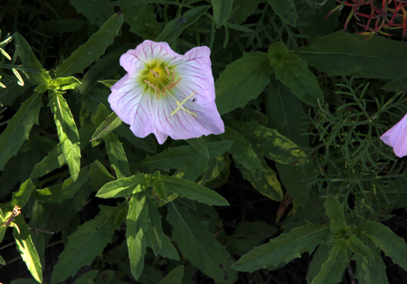Oenothera speciosa, Pink Evening Primrose, Showy primrose, perennial herb with lance shaped leaves and pink cup shaped flowers opening mostly in the evening.の写真素材