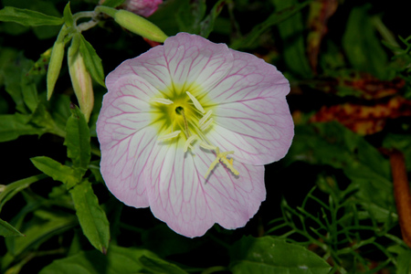 Oenothera speciosa, Pink Evening Primrose, Showy primrose, perennial herb with lance shaped leaves and pink cup shaped flowers opening mostly in the evening.の写真素材