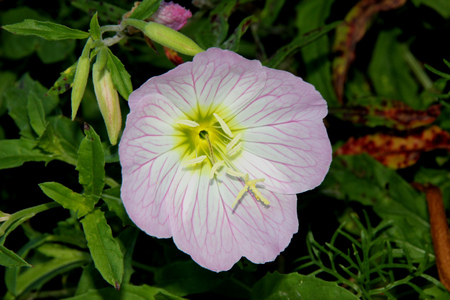 Oenothera speciosa, Pink Evening Primrose, Showy primrose, perennial herb with lance shaped leaves and pink cup shaped flowers opening mostly in the evening.の写真素材
