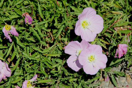 Oenothera speciosa, Pink Evening Primrose, Showy primrose, perennial herb with lance shaped leaves and pink cup shaped flowers opening mostly in the evening.の写真素材