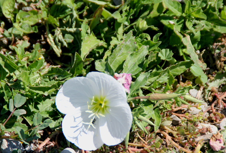 Oenothera speciosa, Pink Evening Primrose, Showy primrose, perennial herb with lance shaped leaves and pink cup shaped flowers opening mostly in the evening.の写真素材