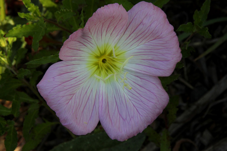 Oenothera speciosa, Pink Evening Primrose, Showy primrose, perennial herb with lance shaped leaves and pink cup shaped flowers opening mostly in the evening.の写真素材