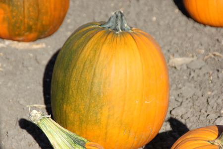 Connecticut Field Pumpkin on display, Cucurbita pepo, medium of orange pumpkins with small ribs, best suited for autumn decoration, jack-o'-lanterns and cookingの写真素材