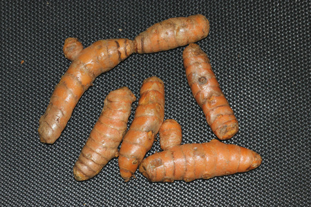 Rhizomes of Yellow Turmeric, Curcuma longa, orange yellow inside, dried powder used in curries, medicinal and coloring material.の写真素材