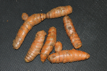 Rhizomes of Yellow Turmeric, Curcuma longa, orange yellow inside, dried powder used in curries, medicinal and coloring material.の写真素材