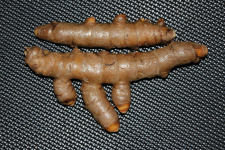 Rhizomes of White Turmeric, Zedoary, Curcuma zedoaria, thinner than yellow turmeric and light yellow inside, used fresh in pickling, dried powder in curry pastes.の写真素材