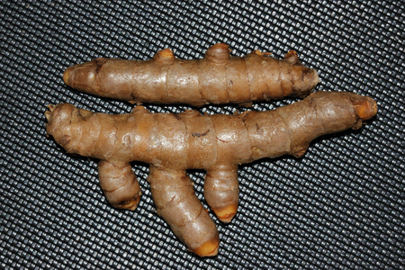 Rhizomes of White Turmeric, Zedoary, Curcuma zedoaria, thinner than yellow turmeric and light yellow inside, used fresh in pickling, dried powder in curry pastes.の写真素材