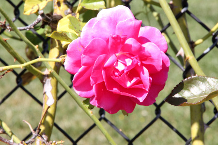 Rosa High Society, Climbing rose with glossy foliage and large deep pink to magenta flowers with damask fragrance, blooms in flushes.の写真素材