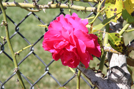 Rosa High Society, Climbing rose with glossy foliage and large deep pink to magenta flowers with damask fragrance, blooms in flushes.の写真素材
