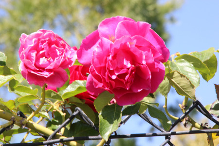 Rosa High Society, Climbing rose with glossy foliage and large deep pink to magenta flowers with damask fragrance, blooms in flushes.の写真素材