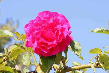 Rosa High Society, Climbing rose with glossy foliage and large deep pink to magenta flowers with damask fragrance, blooms in flushes.の写真素材