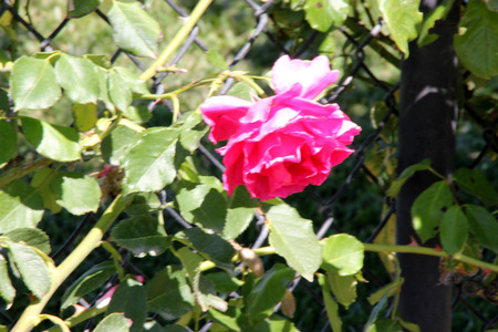 Rosa High Society, Climbing rose with glossy foliage and large deep pink to magenta flowers with damask fragrance, blooms in flushes.の写真素材