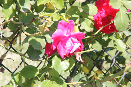 Rosa High Society, Climbing rose with glossy foliage and large deep pink to magenta flowers with damask fragrance, blooms in flushes.の写真素材