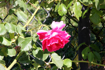 Rosa High Society, Climbing rose with glossy foliage and large deep pink to magenta flowers with damask fragrance, blooms in flushes.の写真素材