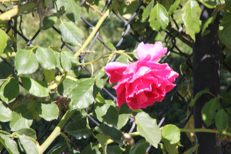 Rosa High Society, Climbing rose with glossy foliage and large deep pink to magenta flowers with damask fragrance, blooms in flushes.の写真素材