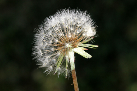 Dandelion fruit head, Taraxacum officinale, each fruit with light brown body with few bristles, very long white neck and white parachute (pappus) ready to fly offの写真素材