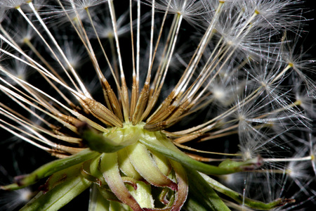 Dandelion fruit head, Taraxacum officinale, each fruit with light brown body with few bristles, very long white neck and white parachute (pappus) ready to fly offの写真素材