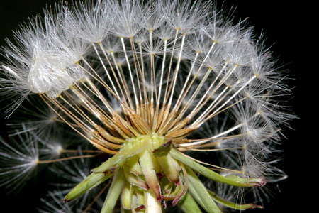Dandelion fruit head, Taraxacum officinale, each fruit with light brown body with few bristles, very long white neck and white parachute (pappus) ready to fly offの写真素材
