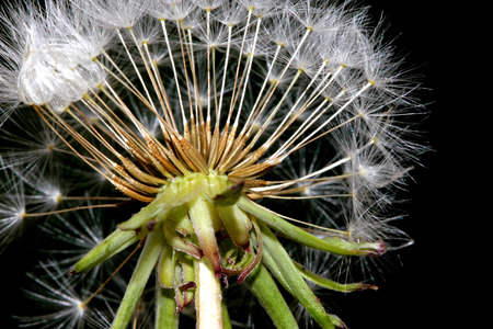 Dandelion fruit head, Taraxacum officinale, each fruit with light brown body with few bristles, very long white neck and white parachute (pappus) ready to fly offの写真素材
