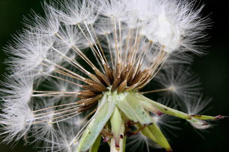Dandelion fruit head, Taraxacum officinale, each fruit with light brown body with few bristles, very long white neck and white parachute (pappus) ready to fly offの写真素材