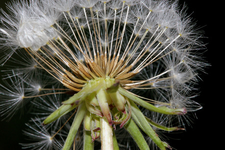 Dandelion fruit head, Taraxacum officinale, each fruit with light brown body with few bristles, very long white neck and white parachute (pappus) ready to fly offの写真素材
