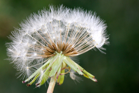 Dandelion fruit head, Taraxacum officinale, each fruit with light brown body with few bristles, very long white neck and white parachute (pappus) ready to fly offの写真素材
