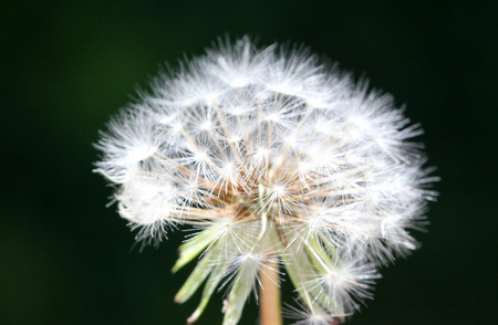 Dandelion fruit head, Taraxacum officinale, each fruit with light brown body with few bristles, very long white neck and white parachute (pappus) ready to fly offの写真素材