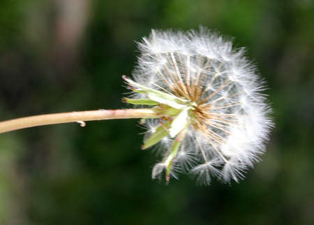 Dandelion fruit head, Taraxacum officinale, each fruit with light brown body with few bristles, very long white neck and white parachute (pappus) ready to fly offの写真素材