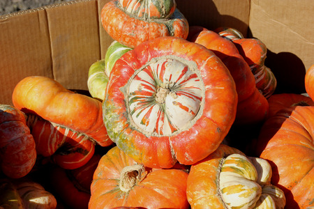 Turban Squash, Turqs Turban, Cucurbita maxima, beautiful squash with turban like projection at blooming end, mottled in orange, green and other colors, good for decoration, not so good for cooking.の写真素材