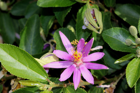 Grewia occidentalis, Crossberry, small deciduous tree with glossy leaves and purple star shaped flowers and four lobed reddish brown fruits.の写真素材
