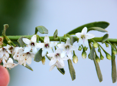 Creeping Myoporum, Myoporum parvifolium,  Groundcover Myoporum, low growing evergreen ground cover with closely spaced leaves and white flowersの写真素材