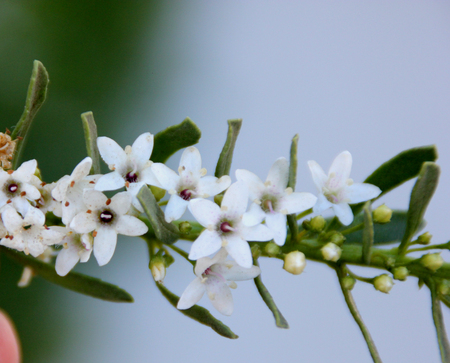 Creeping Myoporum, Myoporum parvifolium,  Groundcover Myoporum, low growing evergreen ground cover with closely spaced leaves and white flowersの写真素材