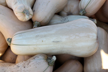 Butternut Squash, Cucurbita moschata, winter squash with gradually narrowed neck, tan yellow skin and orange yellow flesh, can be roasted, toasted, puréed, or mashed and used in breads, and muffins.の写真素材